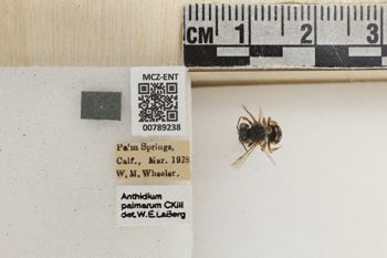 Media type: image;   Entomology 789238 Aspect: Labels